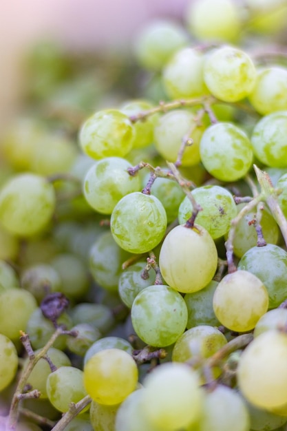 Free photo grape harvest