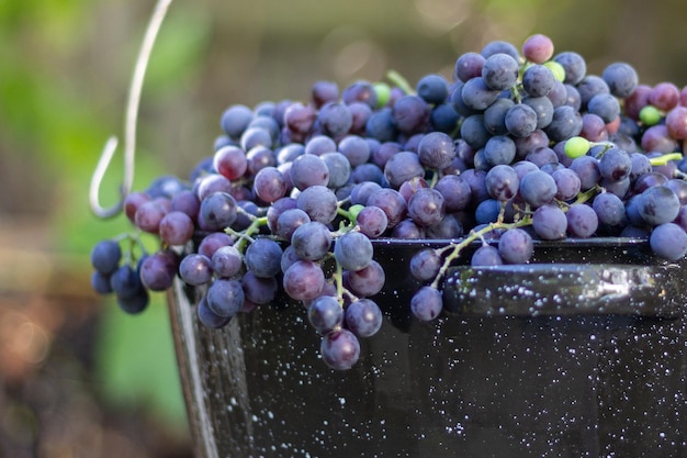 Free photo grape harvest