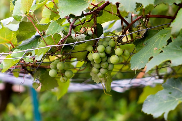 Grape vine climbing on trellis with hanging grapes