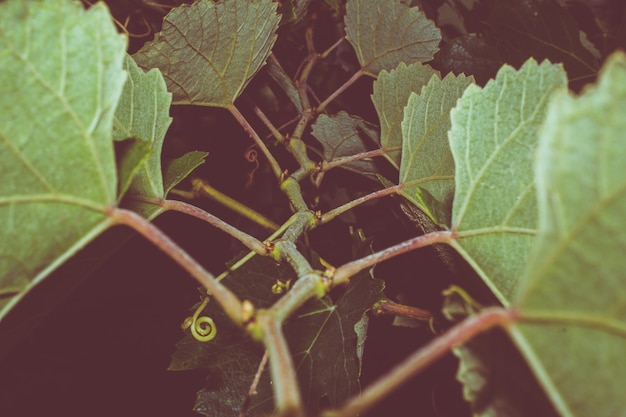 Free photo grape vine growing at night