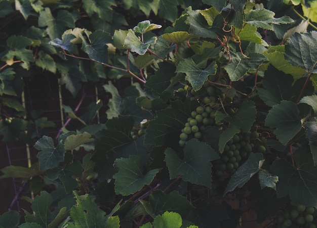 Free photo grape vines with hanging grapes