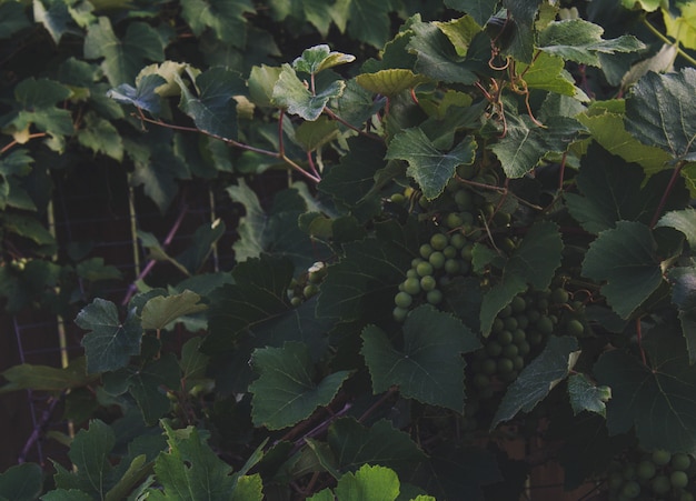 Grape vines with hanging grapes