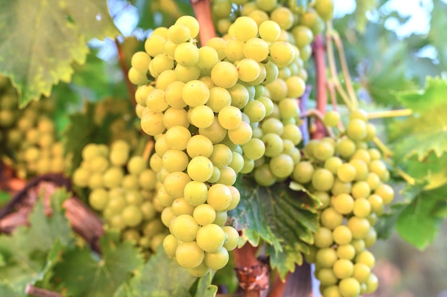 Grapes growing in the vineyard