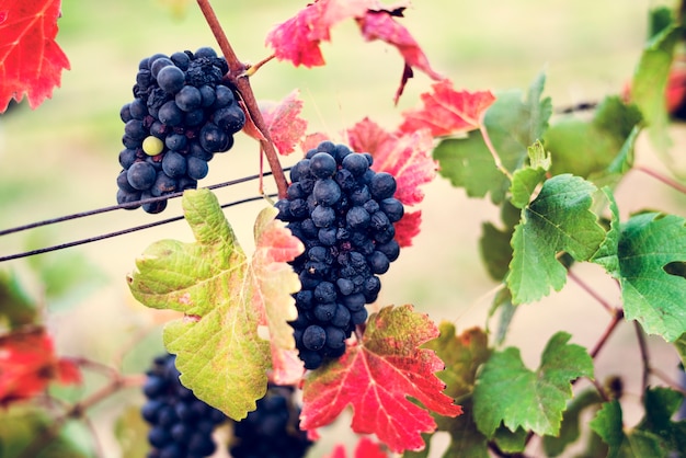 Виноград, висящий с листьями в винограднике