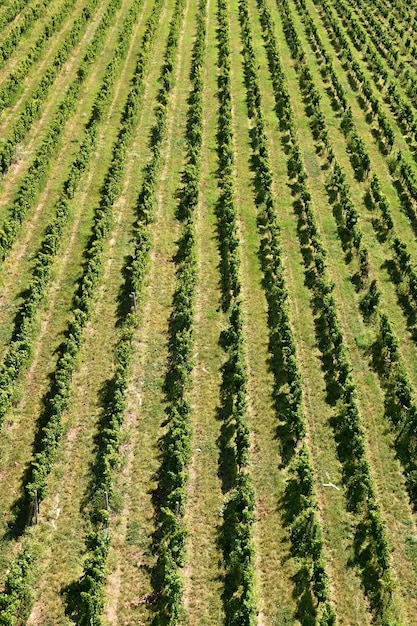 Foto gratuita le uve nel vigneto regione vinicola della moravia meridionale repubblica ceca