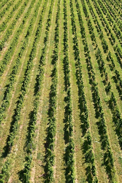 南モラヴィアチェコ共和国のブドウ園ワイン産地のブドウ