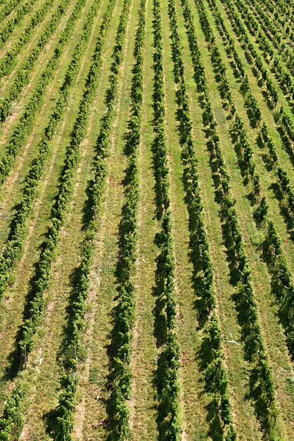 The grapes in the vineyard Wine region of South Moravia Czech Republic