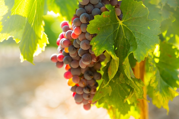 Grapes at vineyards plant in sunny day