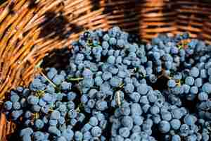 Free photo grapes in wicker basket