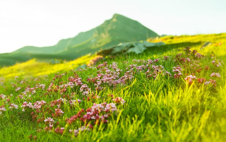 무료 Photo 고산 초원에서 잔디