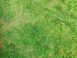 Free photo grass background texture