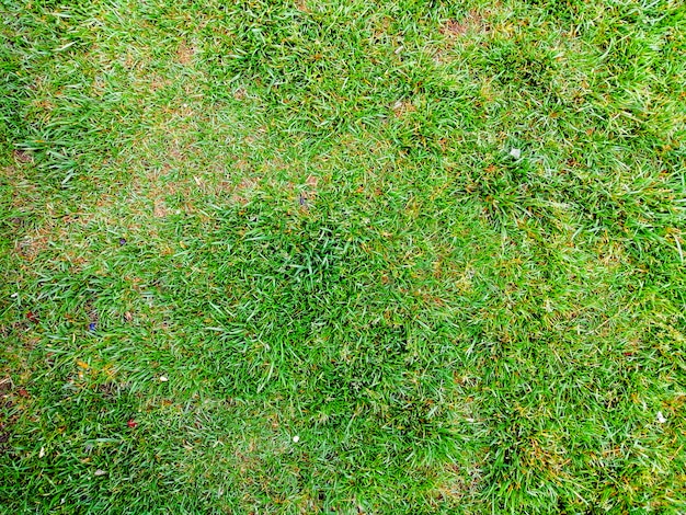 Grass background texture