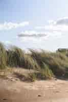 Free photo grass on the beach