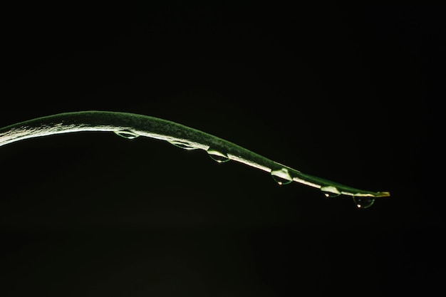 Grass blade with water drops