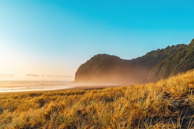 Free photo grass covered sand dunes