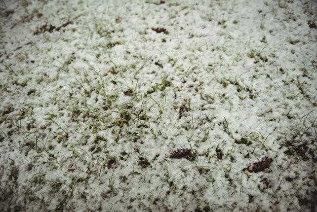 Free photo grass covered in snow