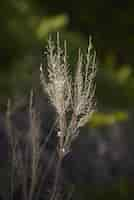 Free photo grass in a field surrounded by greenery