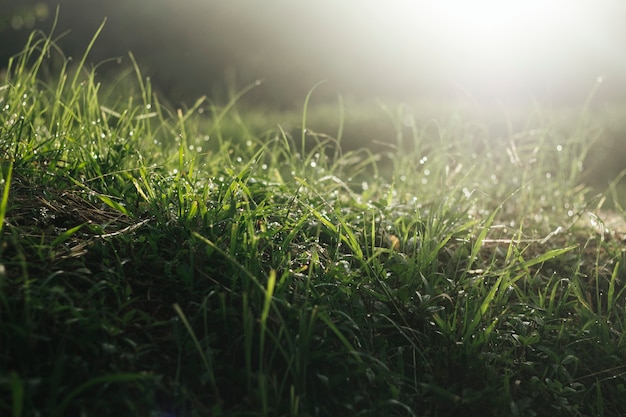 Grass field with dew in the morning