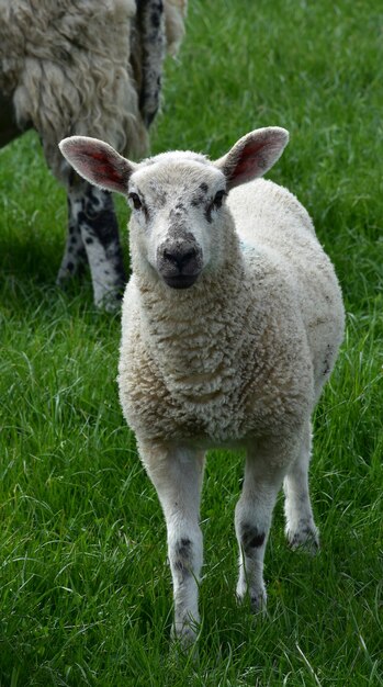 Grass Field with a Young Lamb with White Face and Black Speckles