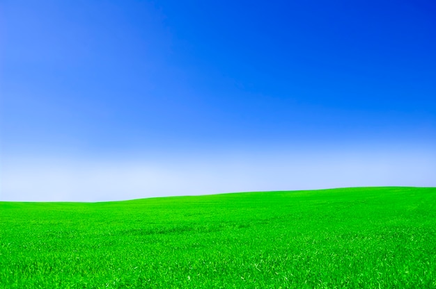 Free photo grass field