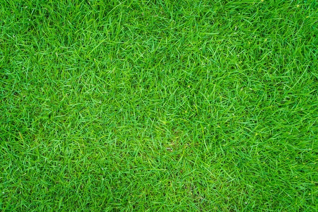 Free photo grass field