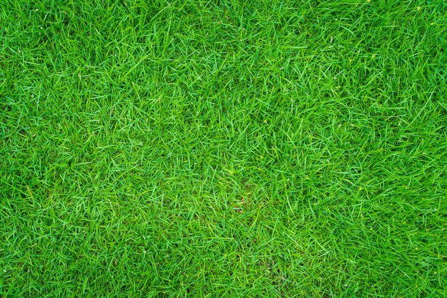 Grass field