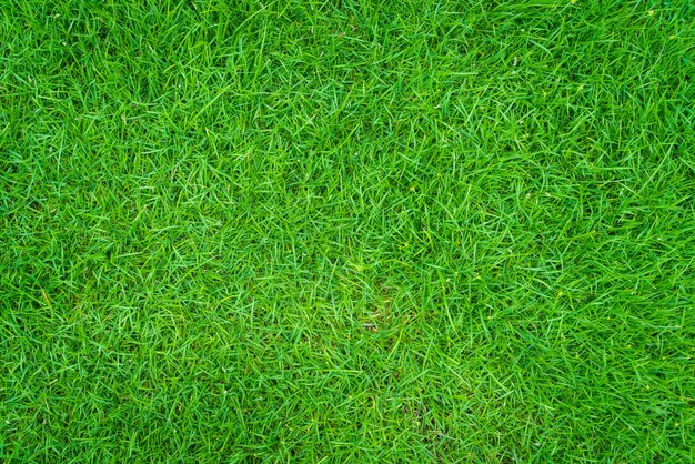 Травяное поле