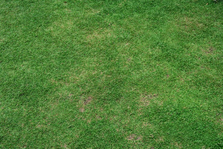 Free Photo grass field 