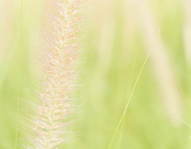 Free photo grass flower