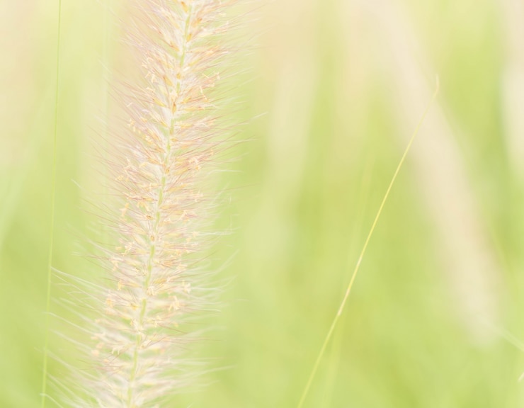 無料Photo 草花