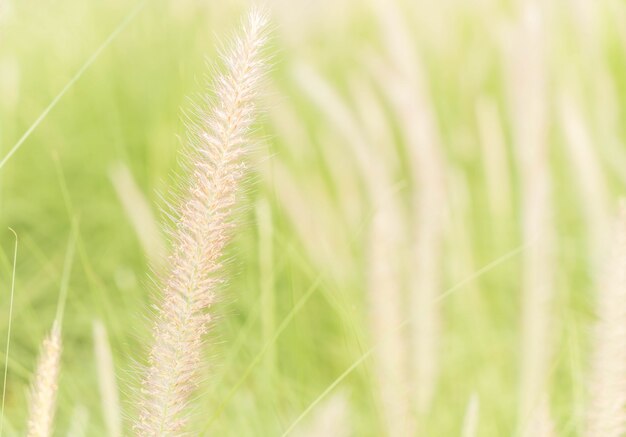 grass flower