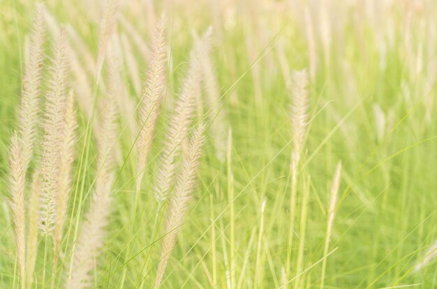 grass flower