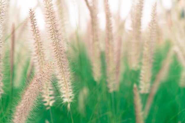 grass flower