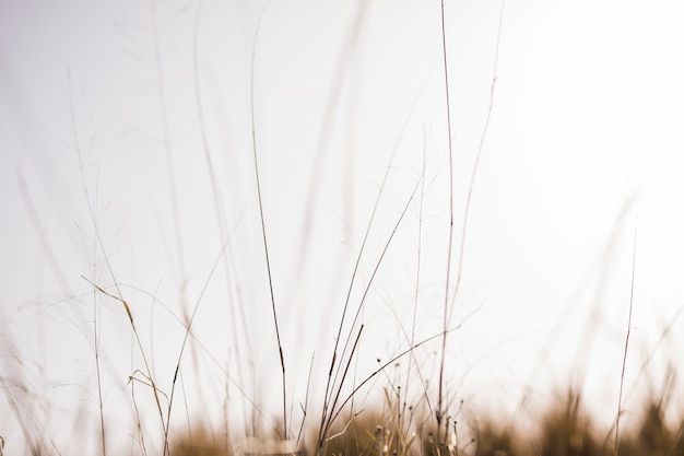 Grass in front of blurry background