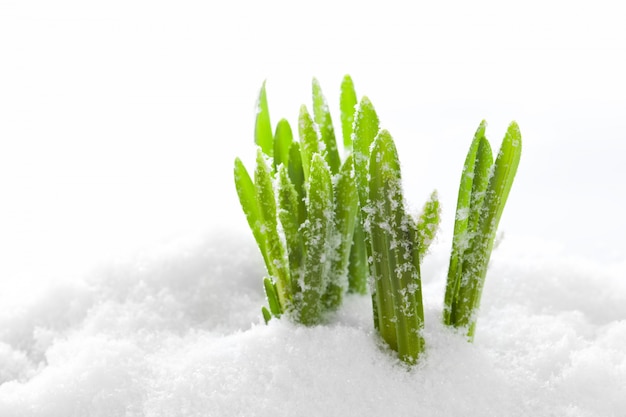 Grass growing in the snow