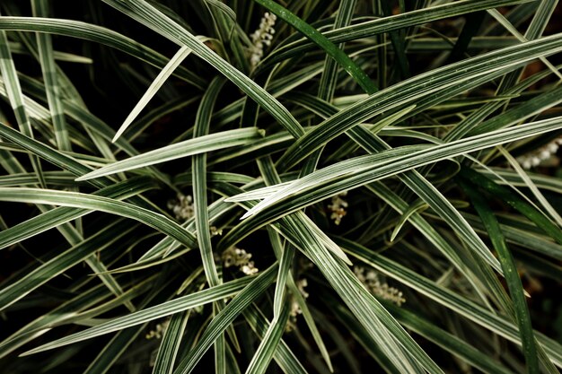 Grass and leaves background