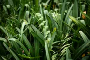 Free photo grass and leaves background