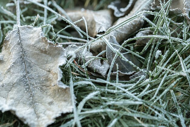 Grass and leaves were frozen with morning frost in the light of the rising sun in the early, cold morning.