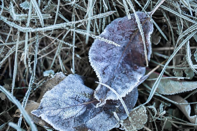 Grass and leaves were frozen with morning frost in the light of the rising sun in the early, cold morning.
