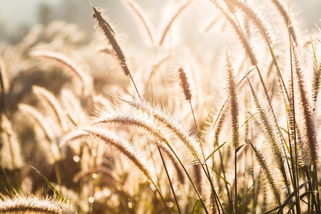 Grass in the meadow and sunset