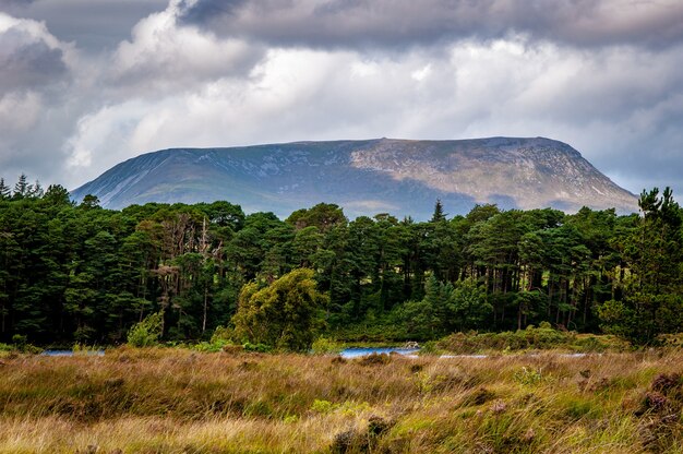 Grass near the green forest with a mountain on the background