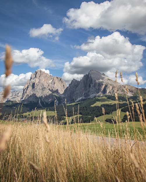 Grass and the Plattkofel mountain in Compatsch Italy