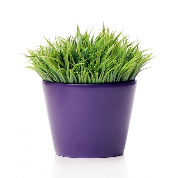 Grass in pot