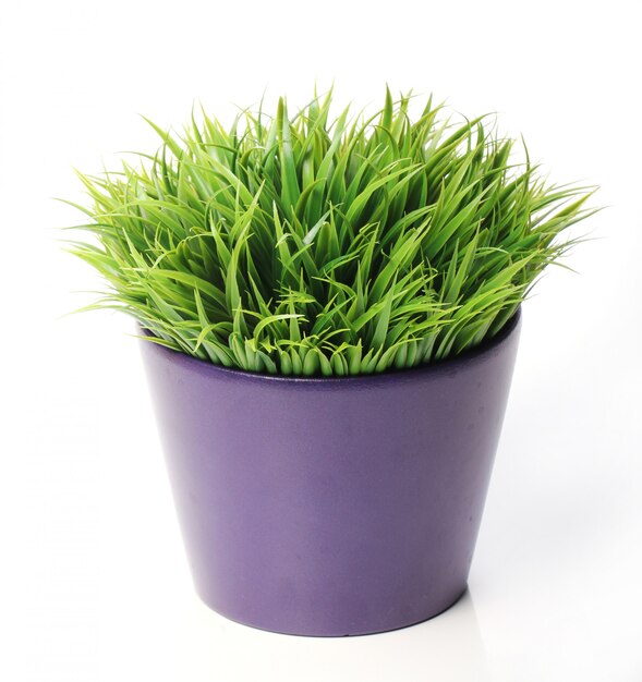 Grass in pot