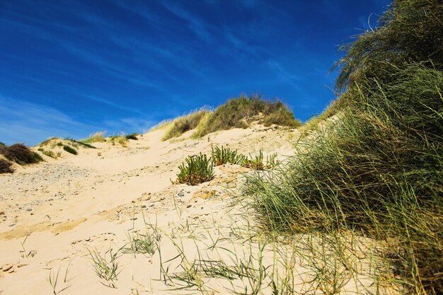 Grass in the sand