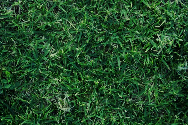 Grass surface texture