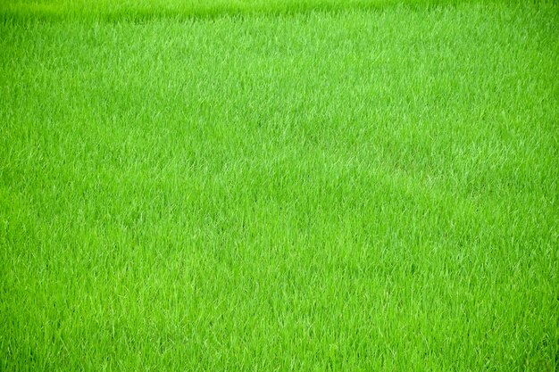 Grass texture