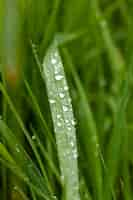 Free photo grass with dew drops