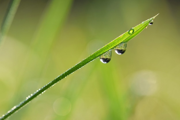 "Grass with water drops"