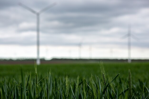 grass with white windmills under a cloudy sky on a blurry background